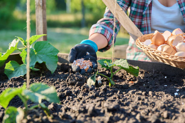 istock Fertilizing cucumber plants with eggshells in raised garden box bed. 2160305965
