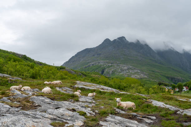 A peaceful scene of lambs resting on a rocky meadow in the Lofoten Islands. Surrounded by lush greenery and wildflowers, these lambs embody the tranquility and natural beauty of rural Norway. Perfect for nature, animal, and landscape photography enthusiasts.