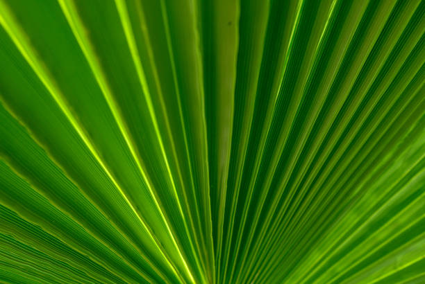 istock palm leaf as a background for photos 1 2160307359