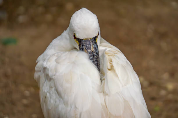 istock wild water bird ibis with its beak retracted 2160309832