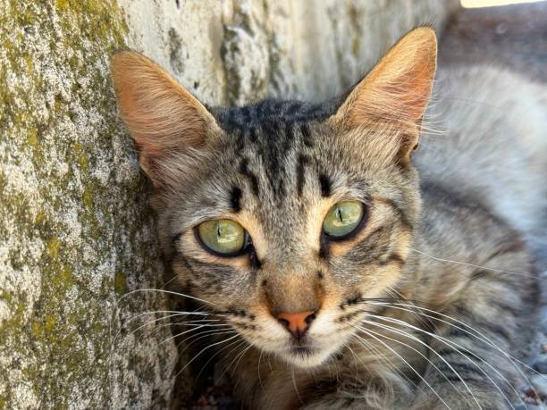 Portrait of cute tabby cat