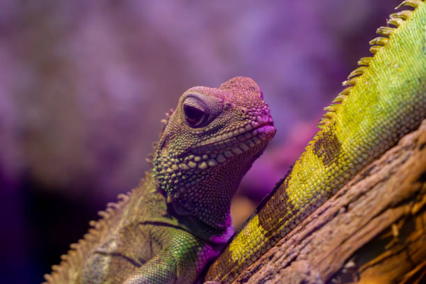 marsh agama, wild animal, reptile, lizard sitting on a branch.