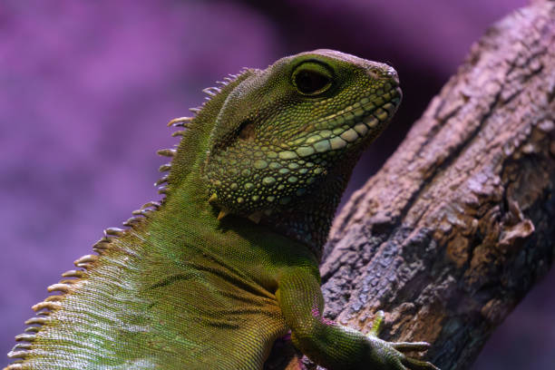 istock marsh agama, wild animal, reptile sitting on a branch. funny lizard, funny lizard face 2160310559