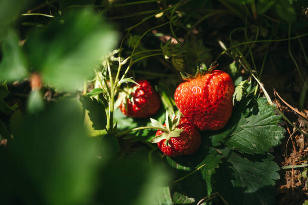 istock Strawberry close up photo. 2160311187