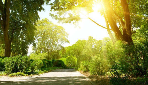 Sunrise beam in the beautiful summer park
