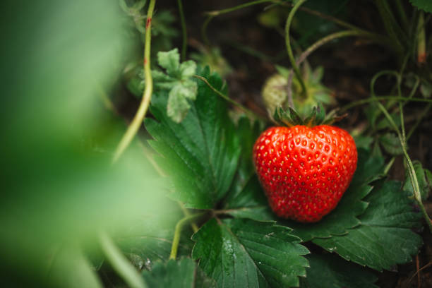 istock Strawberry close up photo. 2160312637