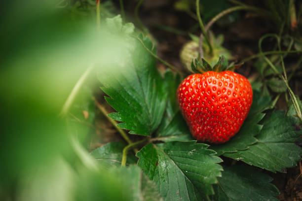 istock Strawberry close up photo. 2160312651