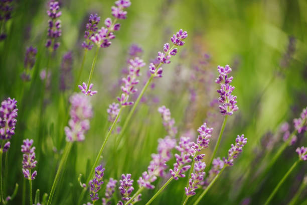 Blooming Lavender in the garden.