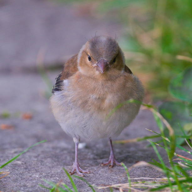 Gosforth Park Nature ReserveA small brown female chaffinch with a light beak and white wing patches perches alertly on a rough wooden branch amid vibrant green leaves in a blurred forest background. The bird faces forward with a focused gaze, capturing a moment of wildlife tranquillity. No people are present. This image suits commercial uses in nature documentaries, environmental magazines, wildlife blogs, educational materials on avian species, and outdoor adventure content, highlighting biodiversity and serene natural habitats during daytime in a temperate woodland, possibly spring or summer season.
