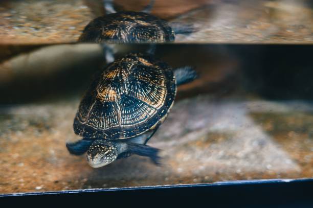 A turtle swimming in an aquarium with a reflection on the water surface.