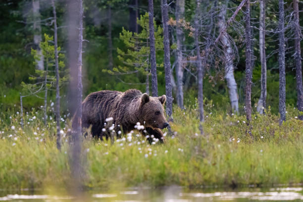 istock Brown bear in taiga, walk around the lake. 2160321948