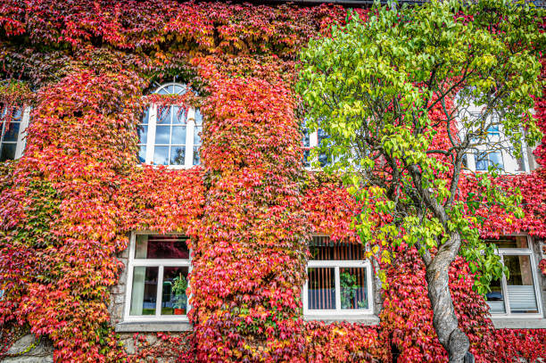 istock House wall with windows and overgrown facade 2160322821
