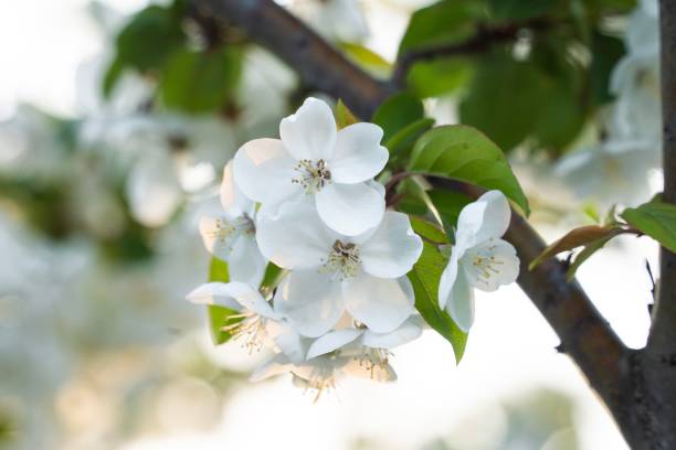 istock Close-up of delicate white apple blossoms on a branch with blurred background in spring 2160323257