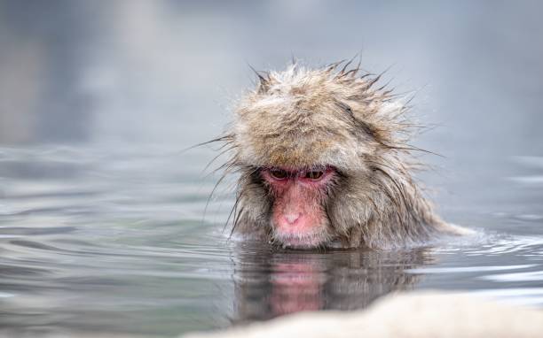 istock Japanese Macaque in hot spring 2160324541