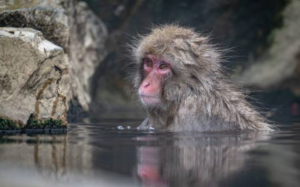 istock Japanese Macaque in hot spring 2160324543