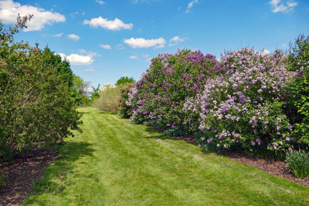 Pink lilac in the park.