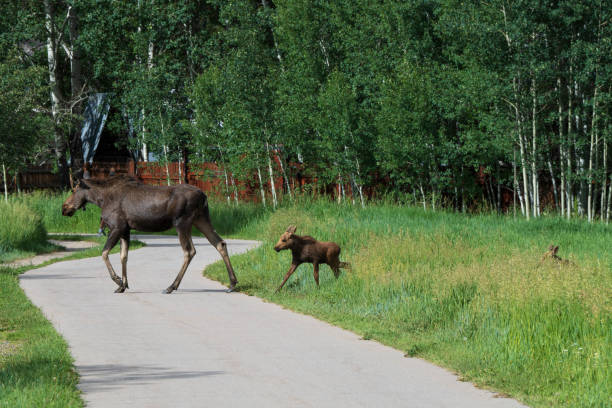 Moose and baby moose crossing a footpath in the mountains of Steamboat Colorado, Summer