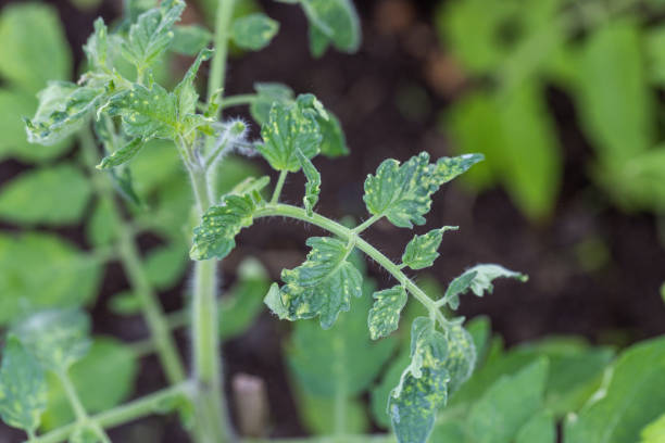 istock diseased tomato leaves close up 2160329000