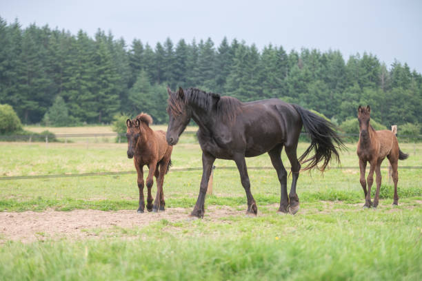 istock Black Friesian horses in a breeding 2160331122