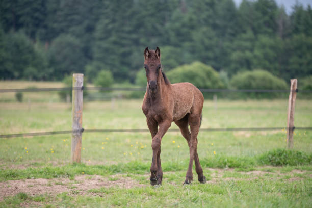 istock Black Friesian horses in a breeding 2160331125