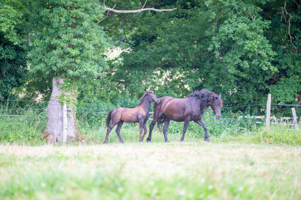 istock Black Friesian horses in a breeding 2160331172