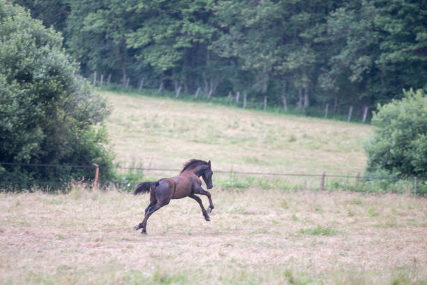 Black Friesian horses with foals in a breeding