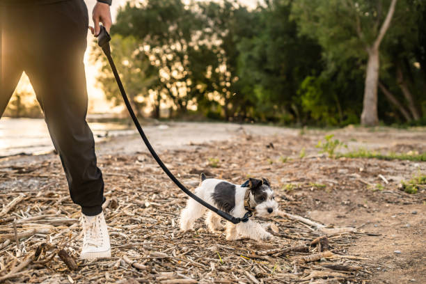 istock Baby Puppy Mini Schnauzer Going for Walk Beach 2160332833