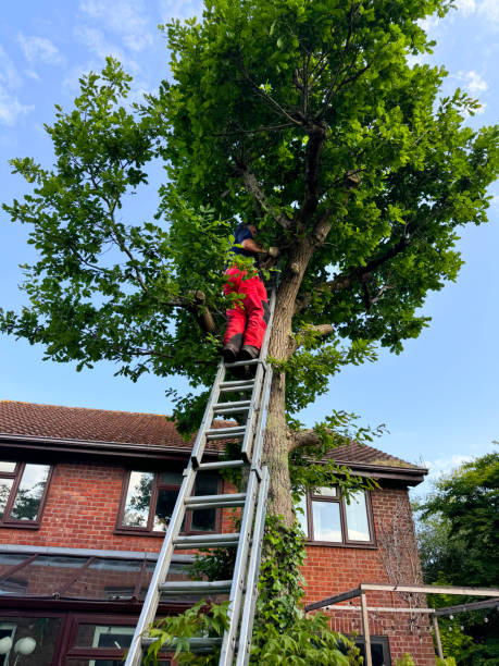 Image of tree surgeon up tall, extendable, metal ladder leaning against trunk of English oak tree (Quercus robur), pruning branches, protective clothing stock photo