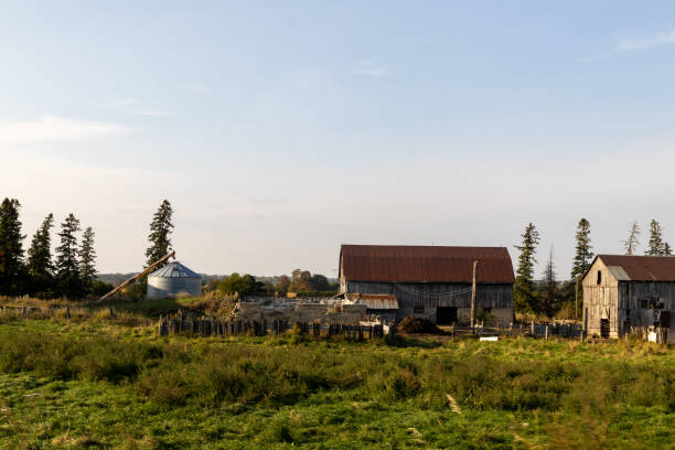 istock Rustic farm scene - weathered barns amidst green fields under a clear sky, surrounded by tall trees - serene rural landscape 2160335353