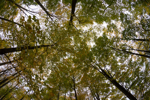 Vibrant autumn tree tops viewed from below - diverse tree species with branches and leaves in various shades of green and yellow - overcast sky peeking through. Taken in Toronto, Canada.