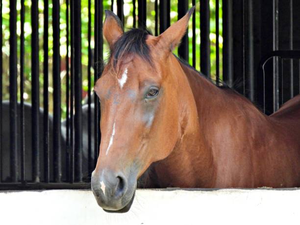 istock Horse (Equus ferus caballus) - looking out from the stable window 2160336336