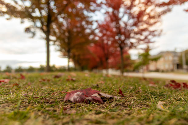 Ground level view - vibrant autumn leaves scattered on grass - single red maple leaf in foreground - blurred trees and sky in background