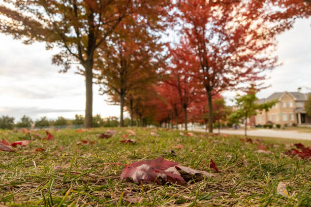istock Ground level view - vibrant autumn leaves scattered on grass - single red maple leaf in foreground - blurred trees and sky in background 2160337225