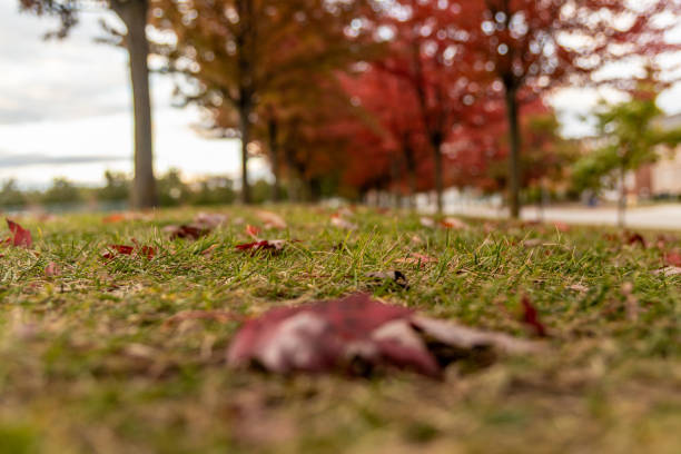 istock Ground level view - vibrant autumn leaves scattered on grass - single red maple leaf in foreground - blurred trees and sky in background 2160337227