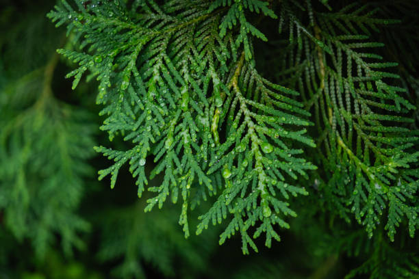 istock nature green leaves with raindrops backgrounds 2160338136