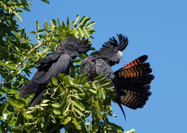 istock Red tailed black cockatoos. 2160338691