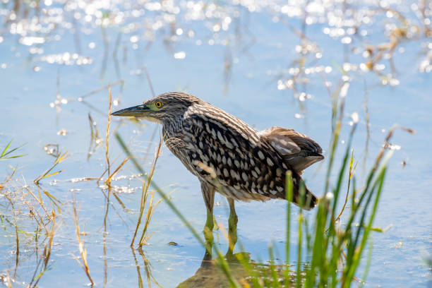 istock Nankeen heron or rufous night heron. 2160338711
