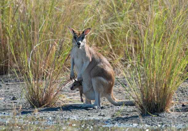 Wallaby with baby joey in pouch in far north Queensland, Australia.