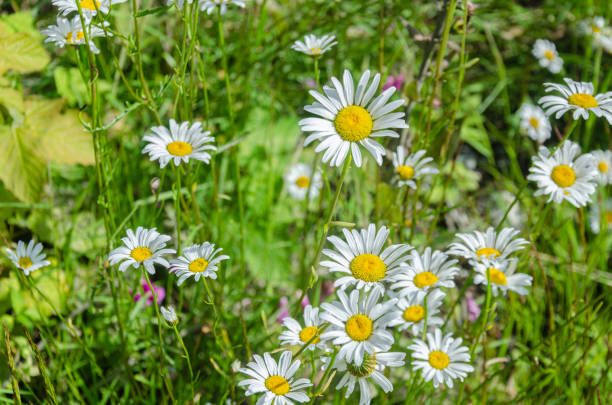 Wild flowers found in the Fraser Valley, BC, Canada