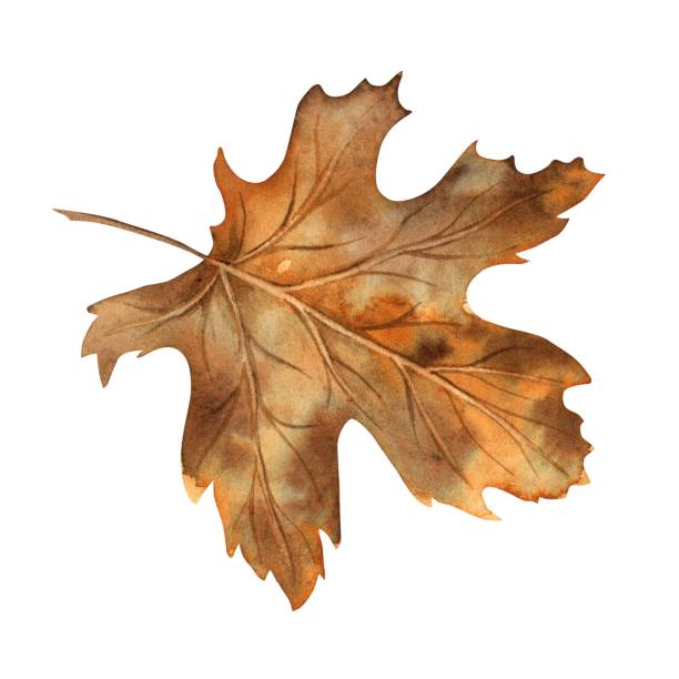 istock Maple leaf in yellow and orange shades. Watercolor botanical illustration drawn by hand in the autumn style. Suitable for the design of autumn holidays, congratulatory cards, invitations, posters. 2160347636