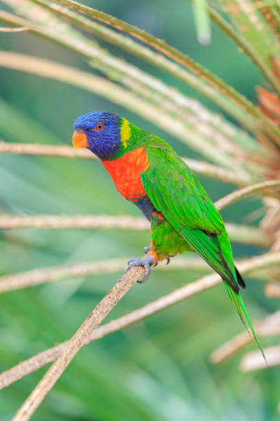 istock Rainbow lorikeet, Trichoglossus moluccanus, bird perched 2160357273