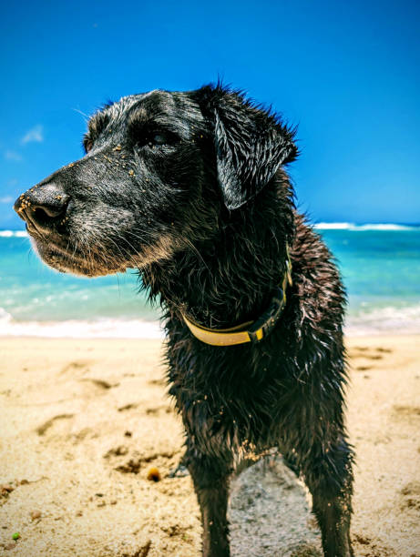 istock Black Dog on Oahu Beach After a Swim 2160360108