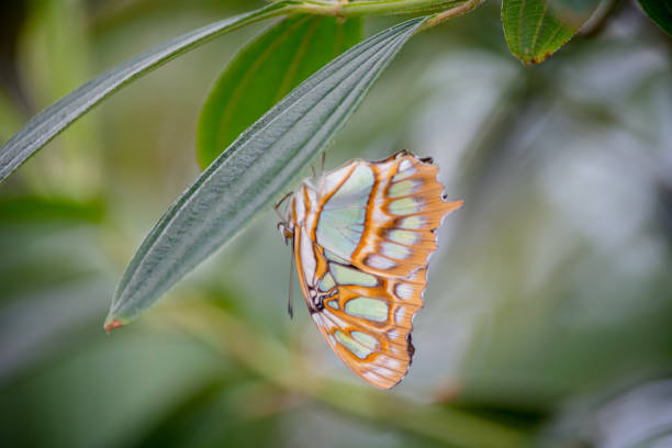 A yellow butterfly perches beneath a green leaf against a blurred background.