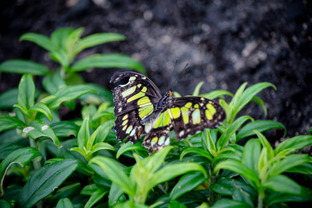 istock Close-Up of Malachite Butterfly (Siproeta stelenes) 2160364872