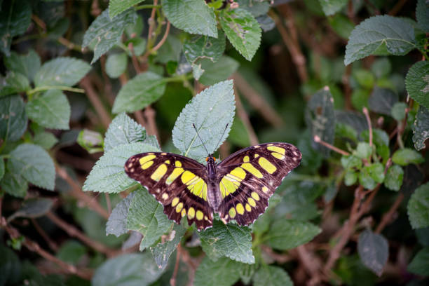 A yellow butterfly perches beneath a green leaf against a blurred background.