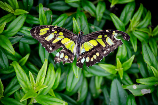 Green butterfly emerald swallowtail with open wings on blurry nature natural background.