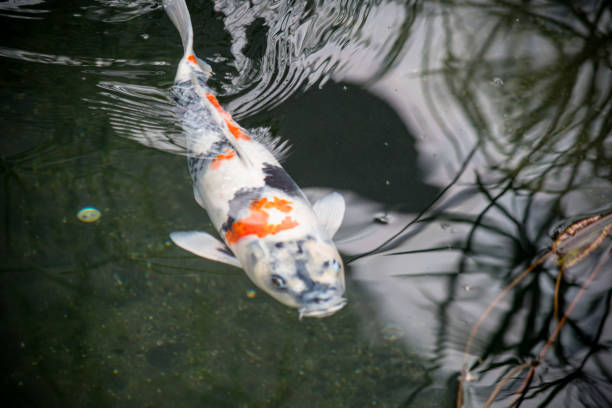 istock Vibrant Koi Carp in Natural River Setting 2160364911