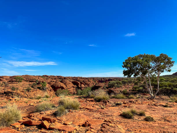 istock Sandstone formation in the Red centre with lonely tree 2160365701