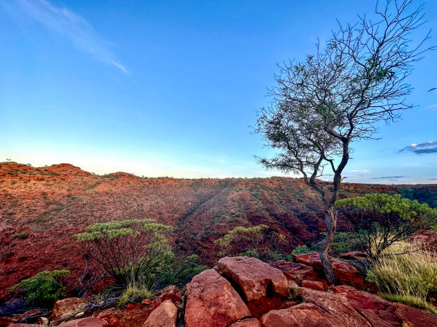 istock Small tree and bushes growing in red rocks on a hill 2160365745