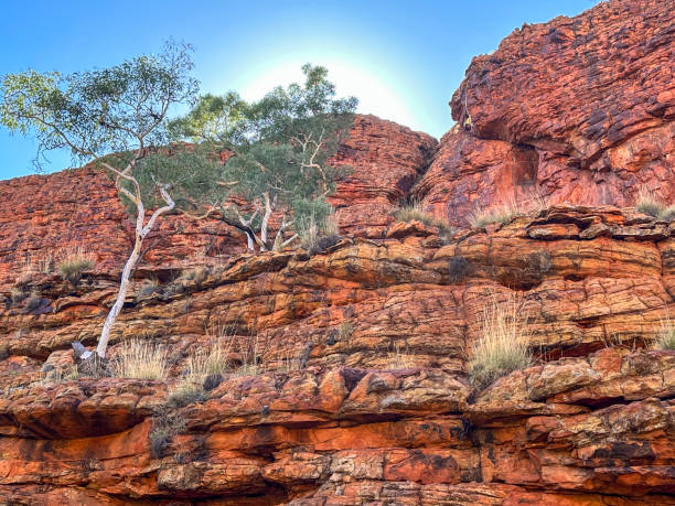istock Trees growing on a cliff in a sandstone formation in the Red centre 2160365801